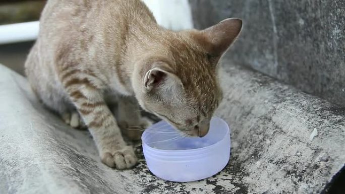 猫吃米饭小猫萌宠宠物