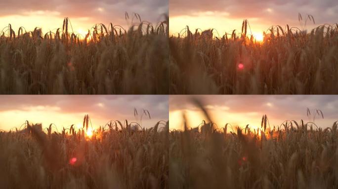 Dop特写: 日落时分，阳光透过干燥的金色麦穗照耀着田野