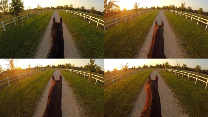 FPV: 在神奇的阳光明媚的早晨骑马骑美丽的棕色种马