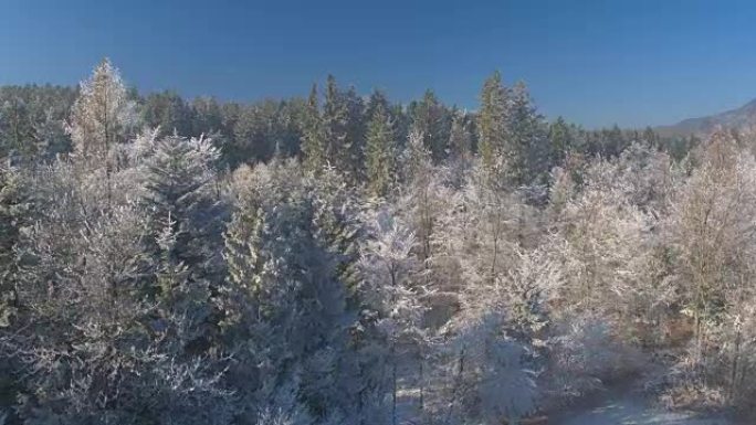 在阳光明媚的冬日，空中飞越薄雾森林中冰冷的冬季树木