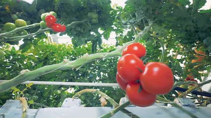番茄小植株的绿色分支，上面有一个番茄簇，并向左偏移框架