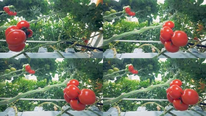 番茄小植株的绿色分支，上面有一个番茄簇，并向左偏移框架