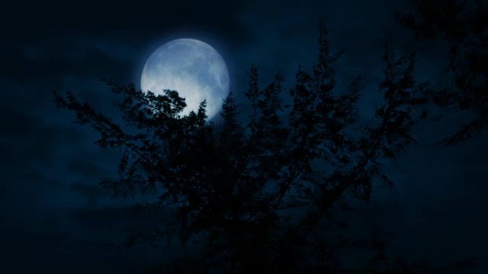 晚上树顶后面的大月亮