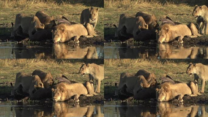 雄狮在奥卡万戈三角洲的一条河的水域边缘喝水
