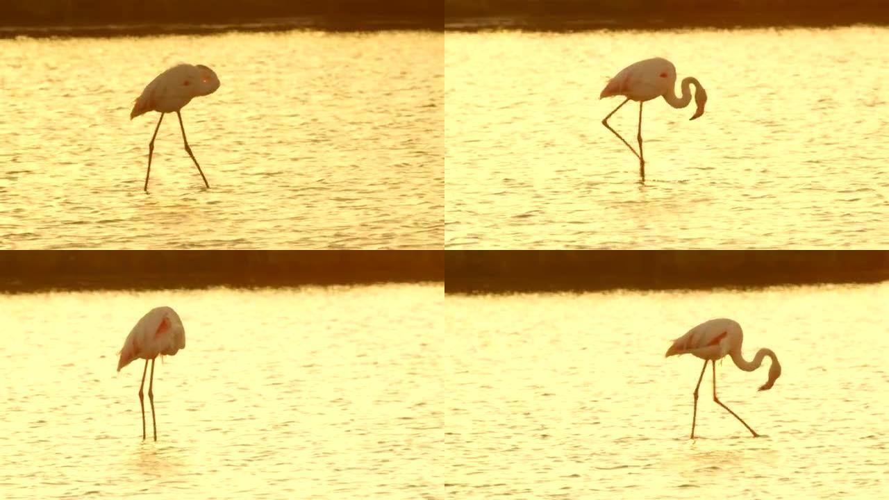 火烈鸟在美丽的日落时在湖中寻找食物