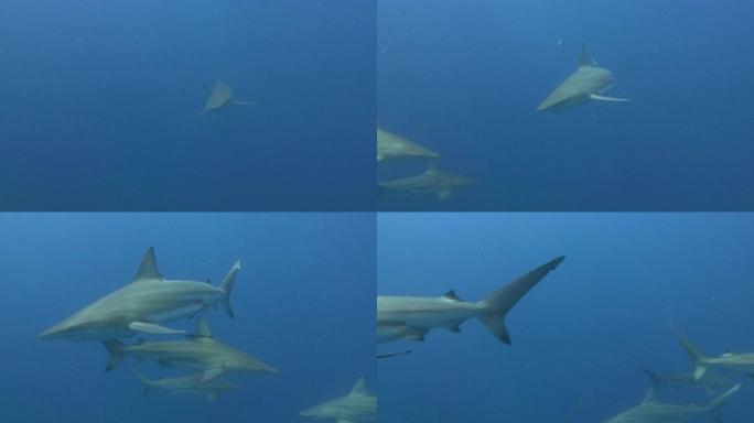 黑鳍鲨（Carcharhinus limbatus）