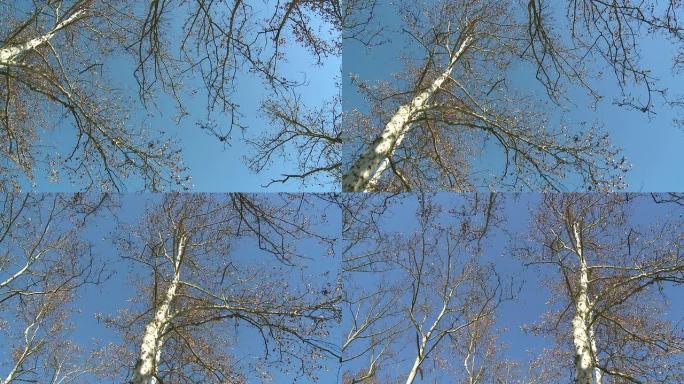 高清: 树顶和蓝天