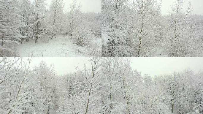 空中: 冬季在白雪皑皑的森林上空低空飞行