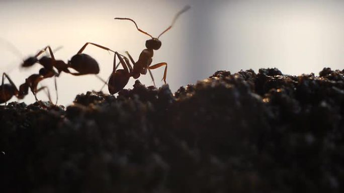 忙碌的蚂蚁。
