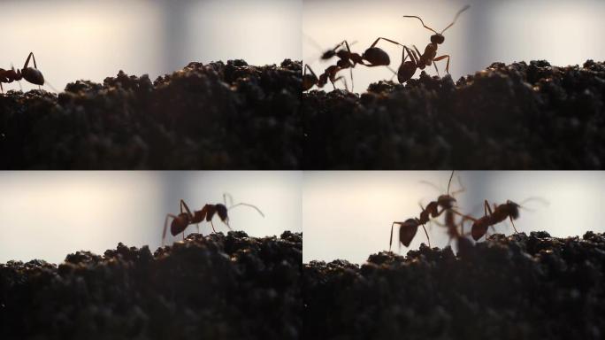 忙碌的蚂蚁。