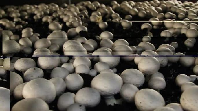 温室里的蘑菇
