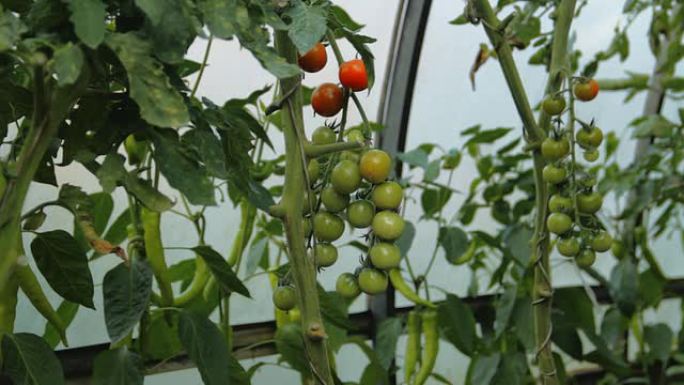 番茄温室蒙太奇番茄温室蒙太奇大棚