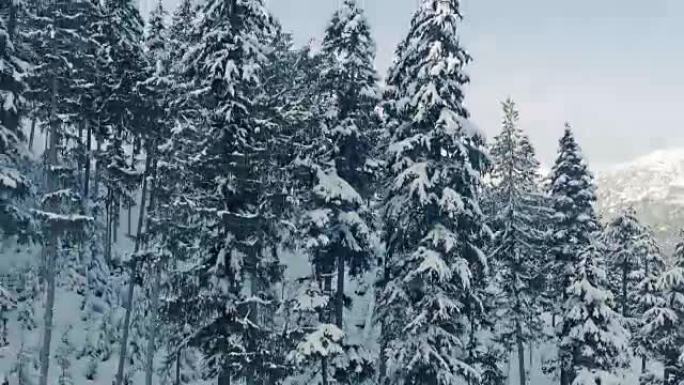 与树木一起上升雪山一侧