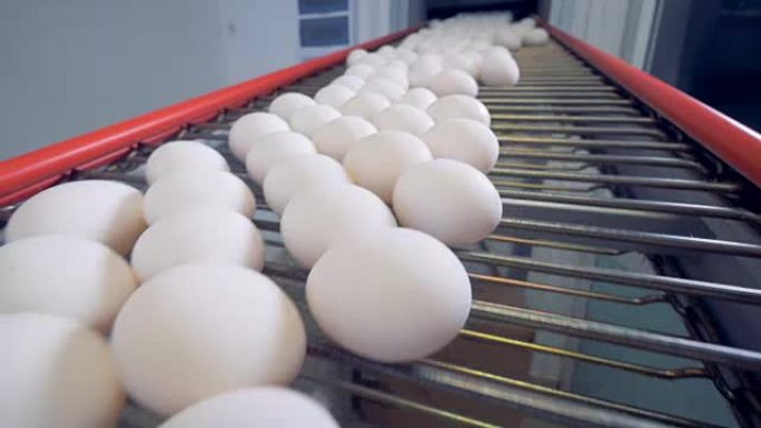 新鲜的鸡蛋在传送带上移动。