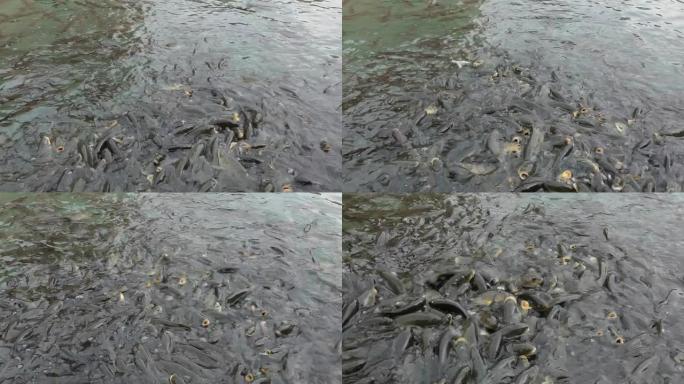 鱼在为食物而挣扎饥饿的鱼群觅食大量鱼在一