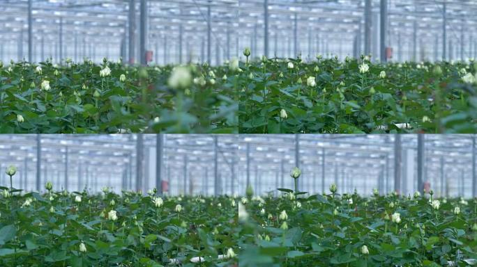 商业温室里的白玫瑰花蕾近景。