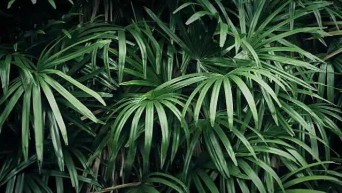 微风中的丛林植物