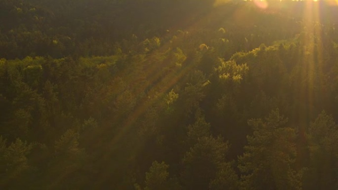 空中: 日落时，金色的阳光照耀在森林中郁郁葱葱的绿色树梢上