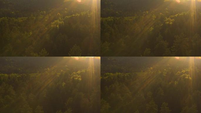空中: 日落时，金色的阳光照耀在森林中郁郁葱葱的绿色树梢上