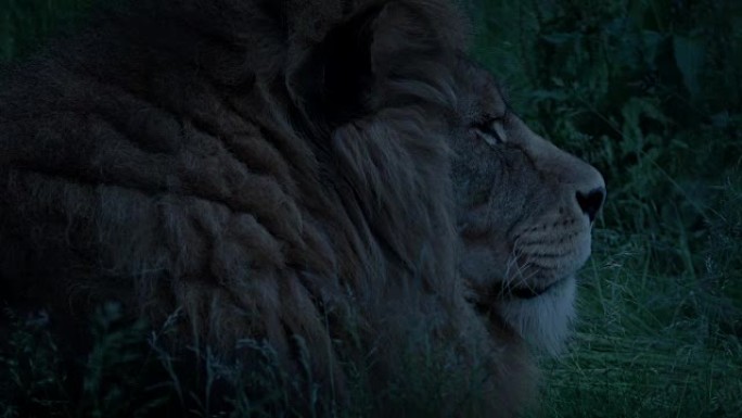 黄昏时草地上的狮子