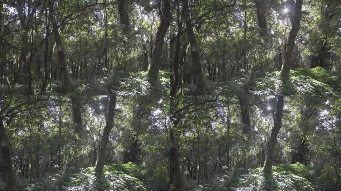 4k拍摄阳光穿过森林。
