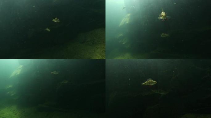 自由潜水员在水下观看栖息的情侣