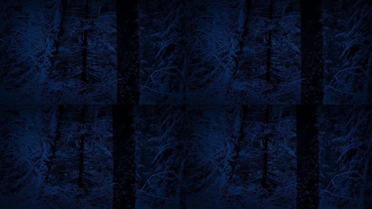 冬季森林，晚上下雪