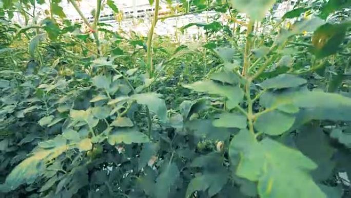 绿色植物中高大番茄幼苗的动态镜头