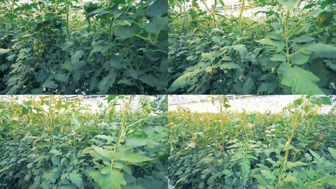 绿色植物中高大番茄幼苗的动态镜头