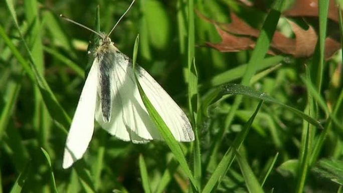 草地上的白蝴蝶草地上的白蝴蝶飞蛾