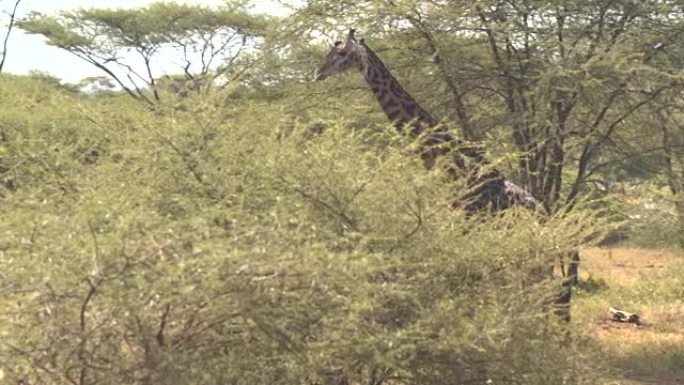 特写: 可爱的独自长颈鹿在郁郁葱葱的绿色大草原丛林中漫步