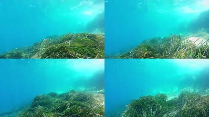 带可穿戴相机的MS个人透视水下浮潜