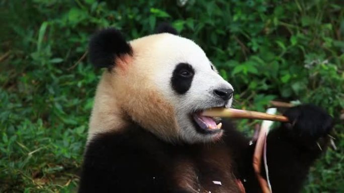 熊猫吃竹笋的视频