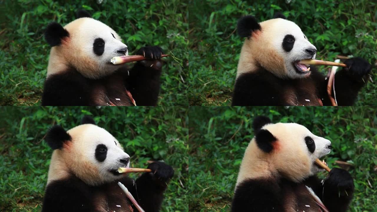 熊猫吃竹笋的视频
