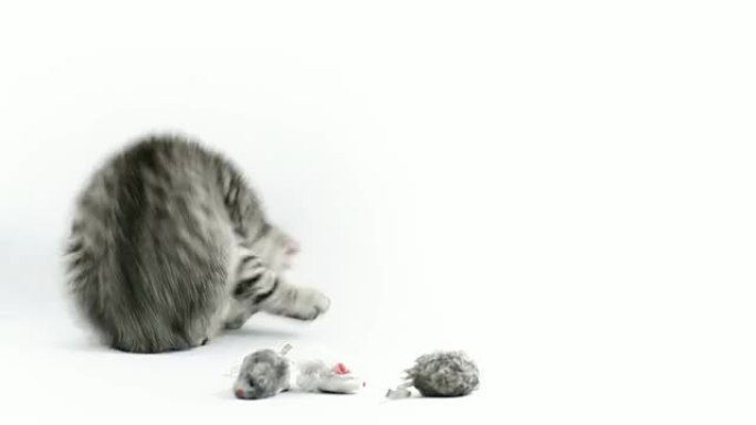 猫和老鼠幼小的猫玩具老鼠
