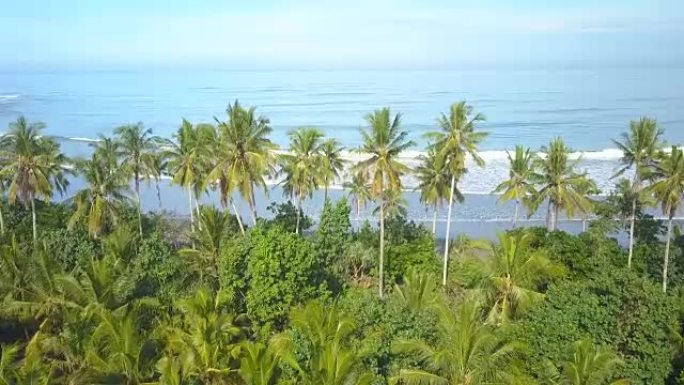 空中: 郁郁葱葱的绿色棕榈树，俯瞰着蔚蓝的大海和沙滩