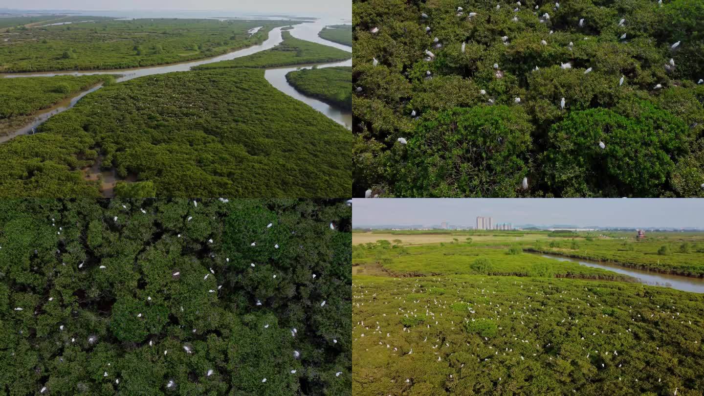 钦州北部湾红树林湿地白鹭