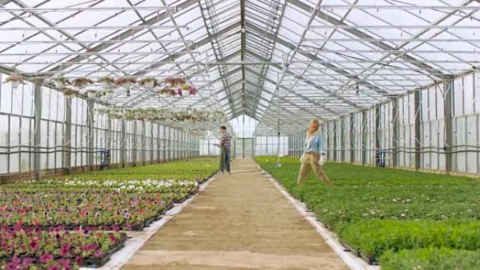 在阳光明媚的工业温室中进行高射，园丁用软管浇花和植物，并整理，分类和检查其质量。