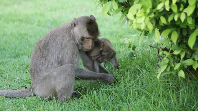 猴子带着它的宝宝。