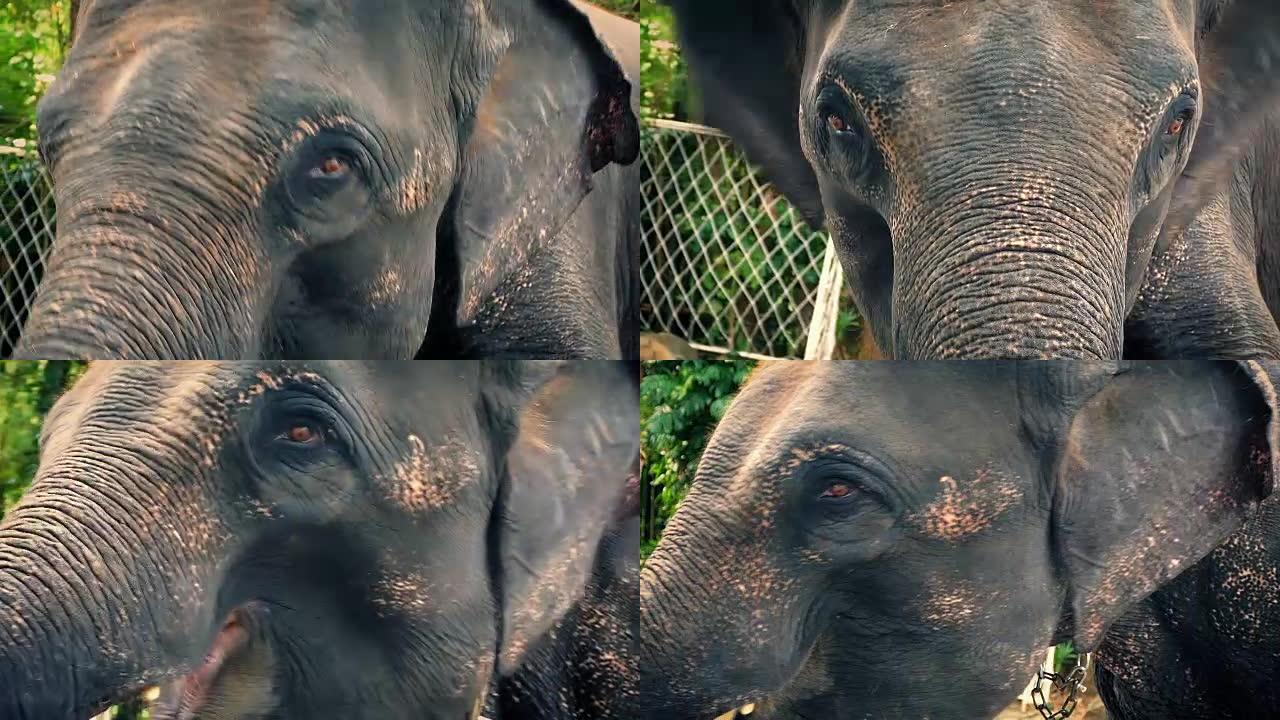 大象被拴在动物园里