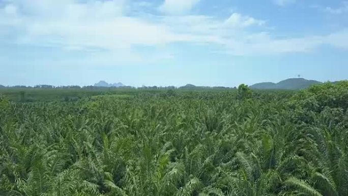 空中: 无数的棕榈树檐篷在柔和的夏风中左右摇摆