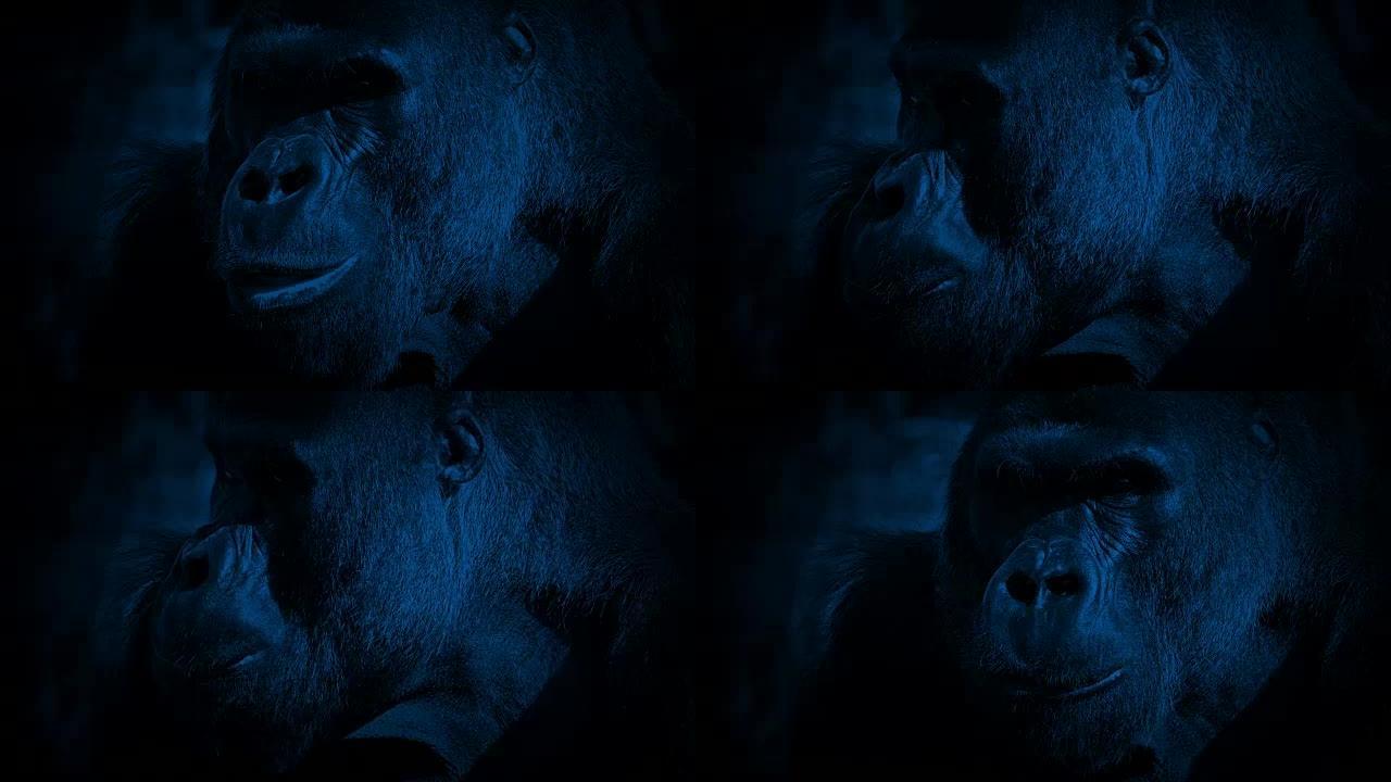 大猩猩在晚上看着相机