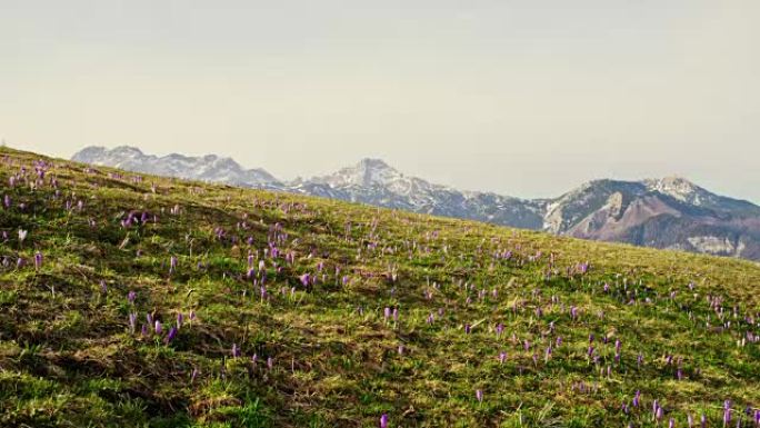 WS紫色春季番红花在阳光明媚的山坡上，背景是山，斯洛文尼亚Velika Planina