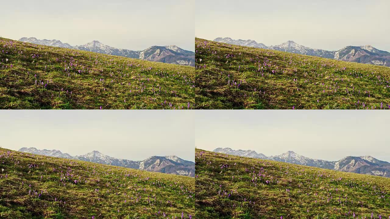 WS紫色春季番红花在阳光明媚的山坡上，背景是山，斯洛文尼亚Velika Planina