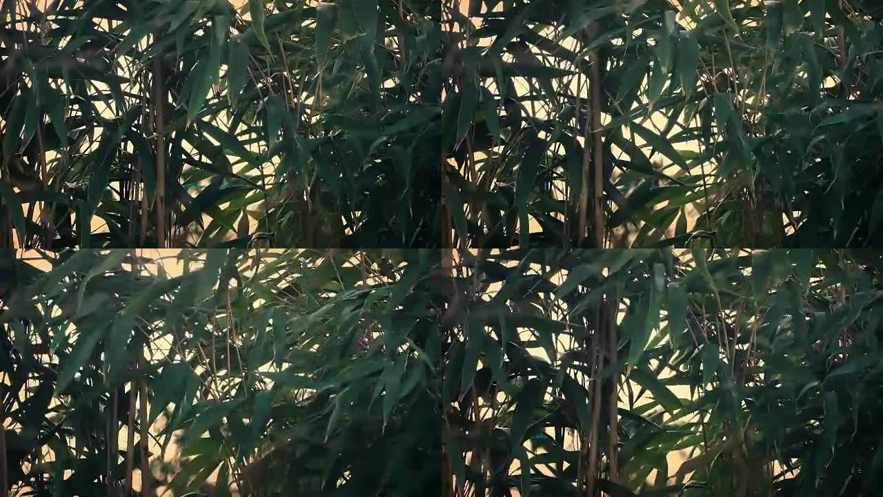 风中的竹子植物