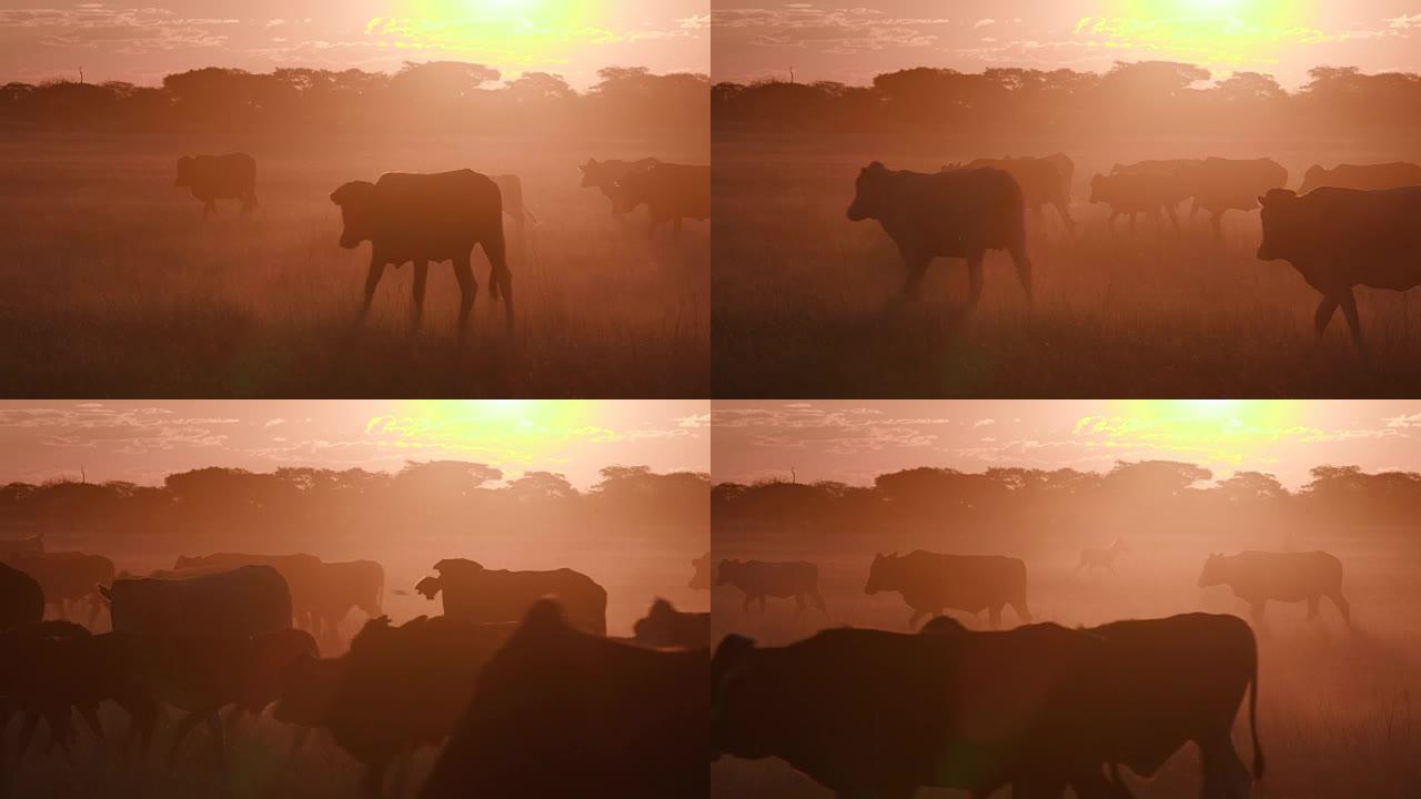 博茨瓦纳自由放养牛的背光视图