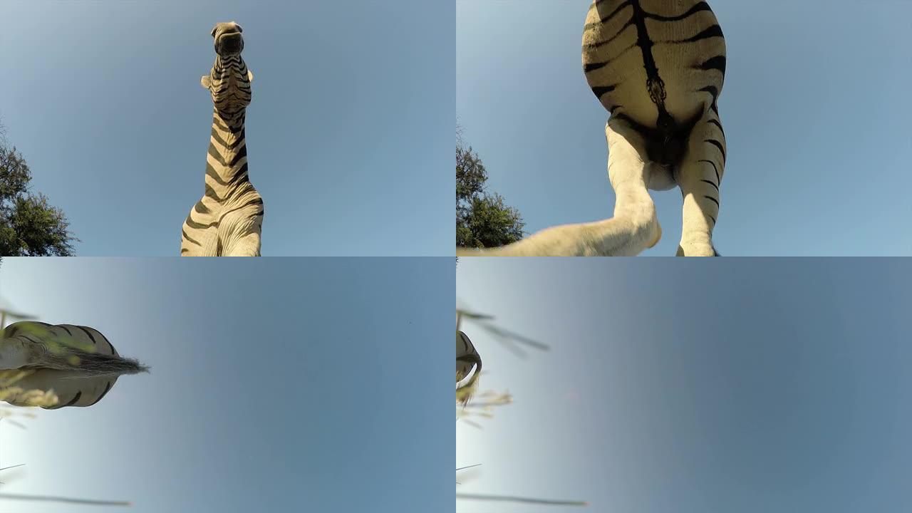 南非斑马走过相机的壮观镜头