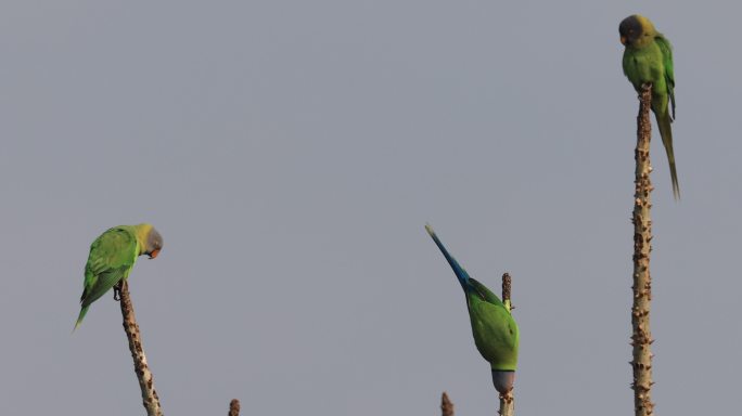 三只罕见的花头鹦鹉在枝端活动
