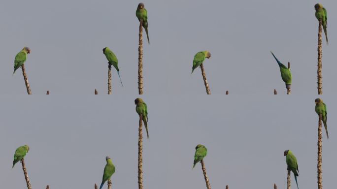 三只罕见的花头鹦鹉在枝端活动
