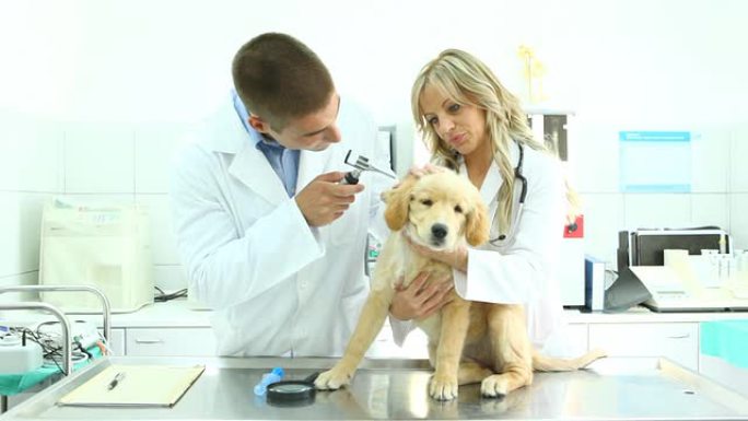 兽医检查寻回犬兽医检查寻回犬小狗